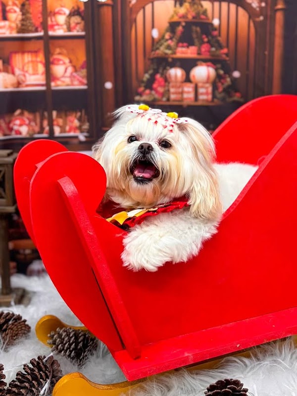 Pets e Flora Pet Shop - Pet Shop em São João, Guarulhos/SP - Foto 3