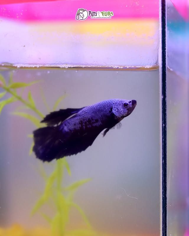 Pets e Flora Pet Shop - Pet Shop em São João, Guarulhos/SP - Foto 4