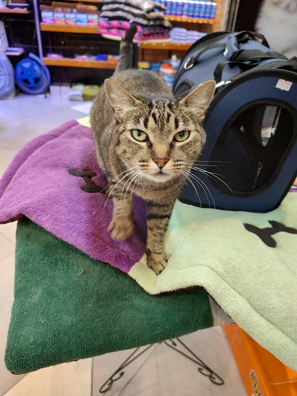 Pets e Flora Pet Shop - Pet Shop em São João, Guarulhos/SP - Foto 5