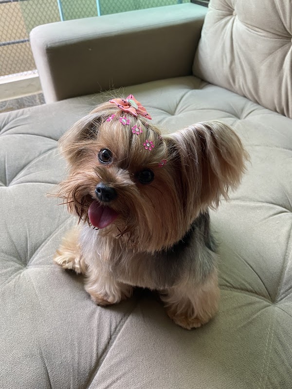 Foto 6 de Pets e Flora Pet Shop