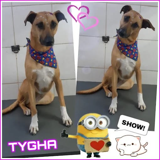 Pet Shop Nosso Bicho - Vila Barros - Pet Shop em Vila Barros, Guarulhos/SP - Foto 2