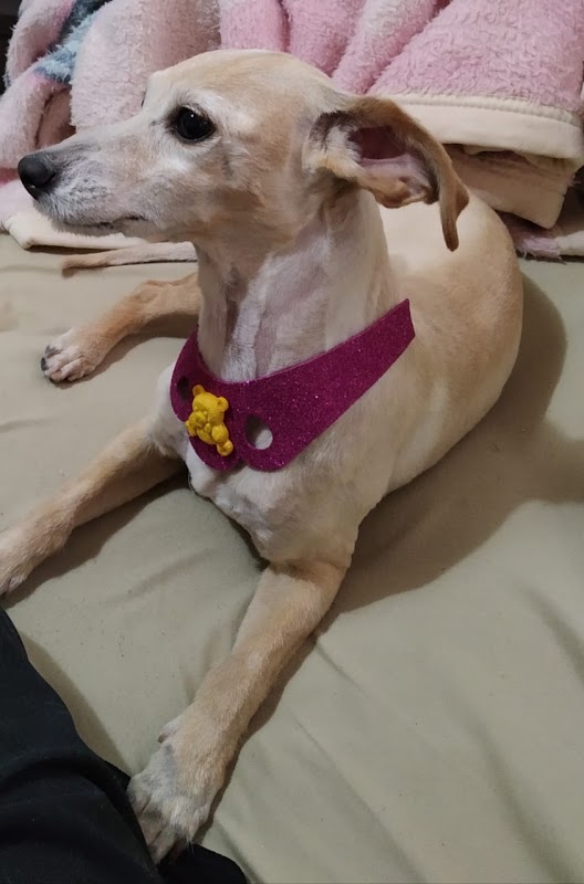 Foto 6 de Pet Shop Nosso Bicho - Vila Barros